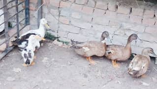 ducks male female pair sale