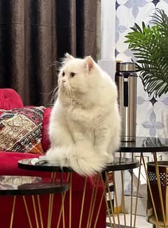 Persian Cat S. tud