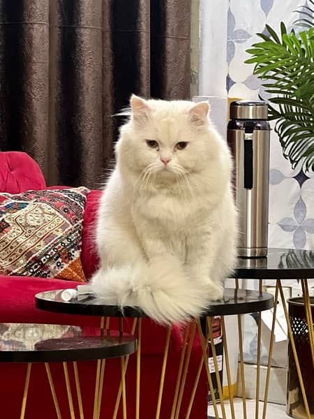 Persian Cat S. tud 1