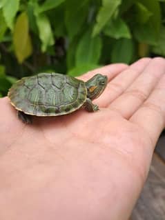 cute baby turtles