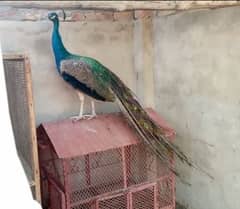 Blue Shoulder Peacock Breeder male for sale