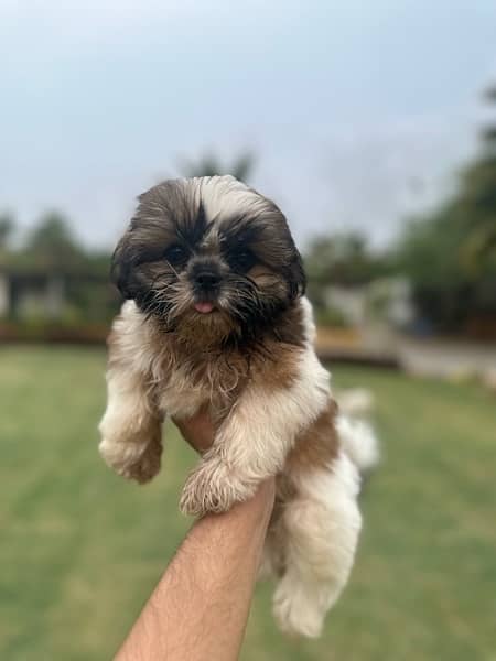 Shih Tzu Puppies (pure breed) pair 2