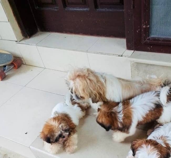 Shih Tzu Puppies (pure breed) pair 4