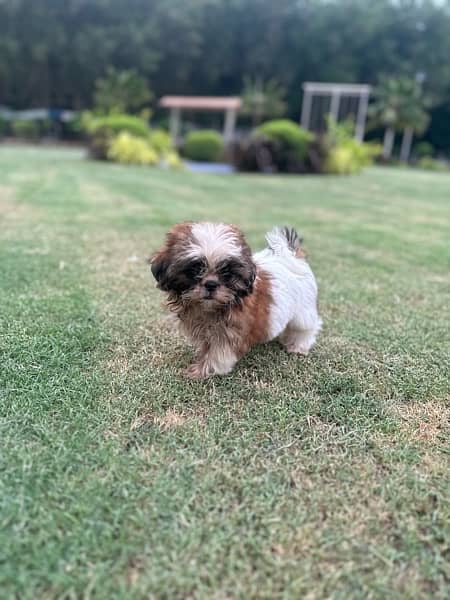 Shih Tzu Puppies (pure breed) pair 5