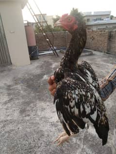 Aseel mianwali chicks for sale 0