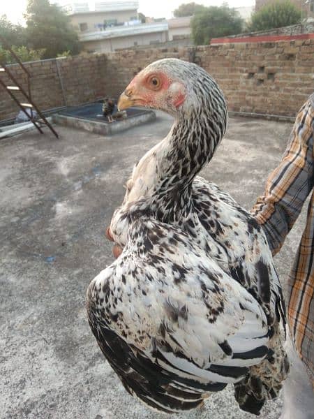 Aseel mianwali chicks for sale 1