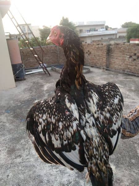 Aseel mianwali chicks for sale 5