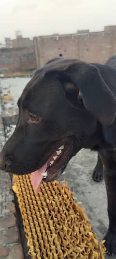 American Labrador Dog