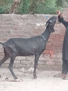 Betal Gaban Bakri Sale