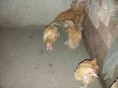 Golden Buff chicks for sale 4 month 03068864010