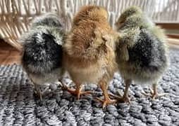 Golden misri chicks and hens