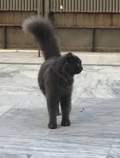 turkish persian female age 11 months