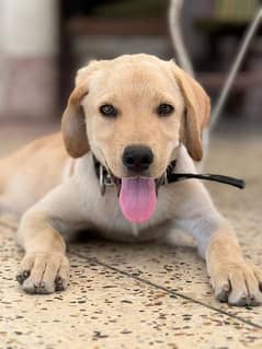 labrador puppy