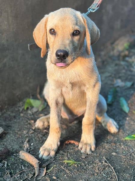 labrador puppy 2