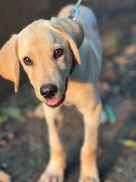 labrador puppy 3