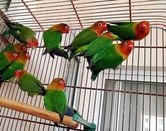 GREEN FISCHER Love bird