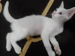 Kitten age 2 months For sale