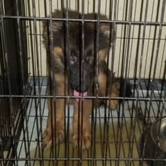 German Shepherd puppy|  Long Coat puppies | Dog For Sale | GSD