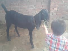 bakri for sale batil por