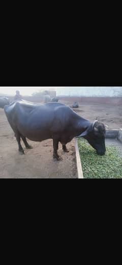 merlo Ravi buffalo 03037869140 call and whats up