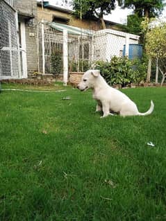 Gultair puppy for sale