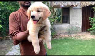 Golden retriever imported pedigreed  puppies Vaccinated and dewormed