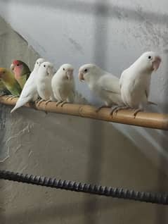 Love birds Bareederz pair,Adult Albino,Parblue ,blue fisher