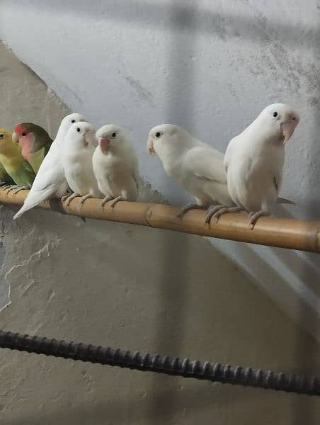 Love birds Bareederz pair,Adult Albino,Parblue ,blue fisher 1