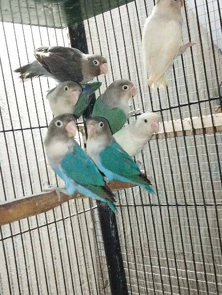 Love birds Bareederz pair,Adult Albino,Parblue ,blue fisher 2