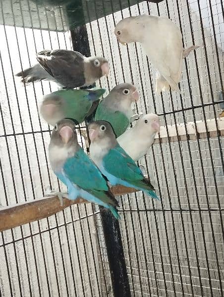 Love birds Bareederz pair,Adult Albino,Parblue ,blue fisher 3