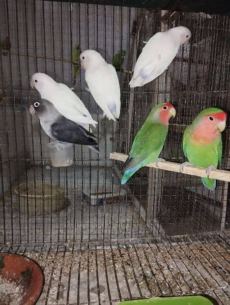 Love birds Bareederz pair,Adult Albino,Parblue ,blue fisher 4