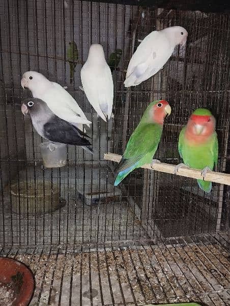 Love birds Bareederz pair,Adult Albino,Parblue ,blue fisher 5