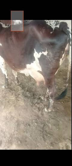 pure cholistan cow