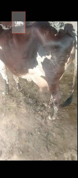 pure cholistan cow 0