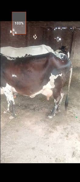 pure cholistan cow 1