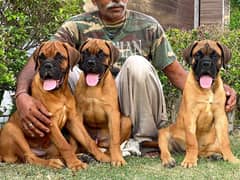 Bullmastiff puppies