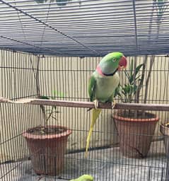 Alexander parrot Talking male for sale