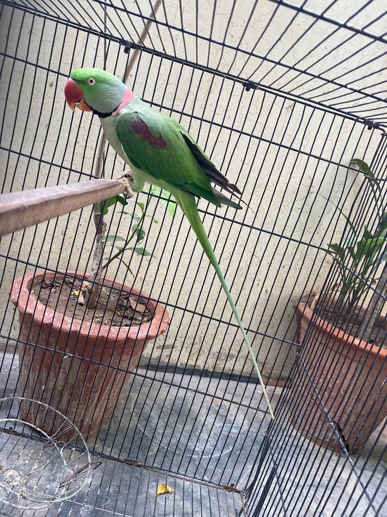 Alexander parrot Talking male for sale 1