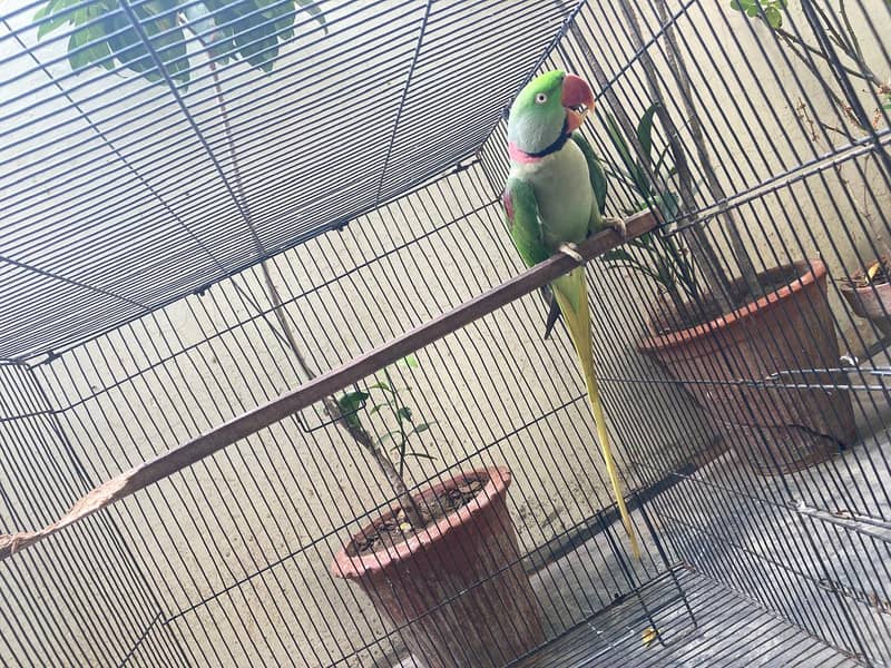 Alexander parrot Talking male for sale 2