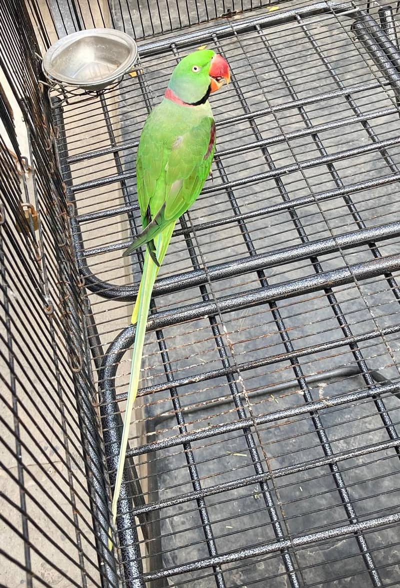 Alexander parrot Talking male for sale 3