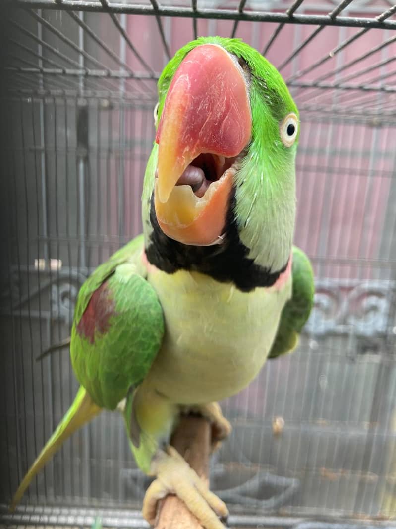 Alexander parrot Talking male for sale 4