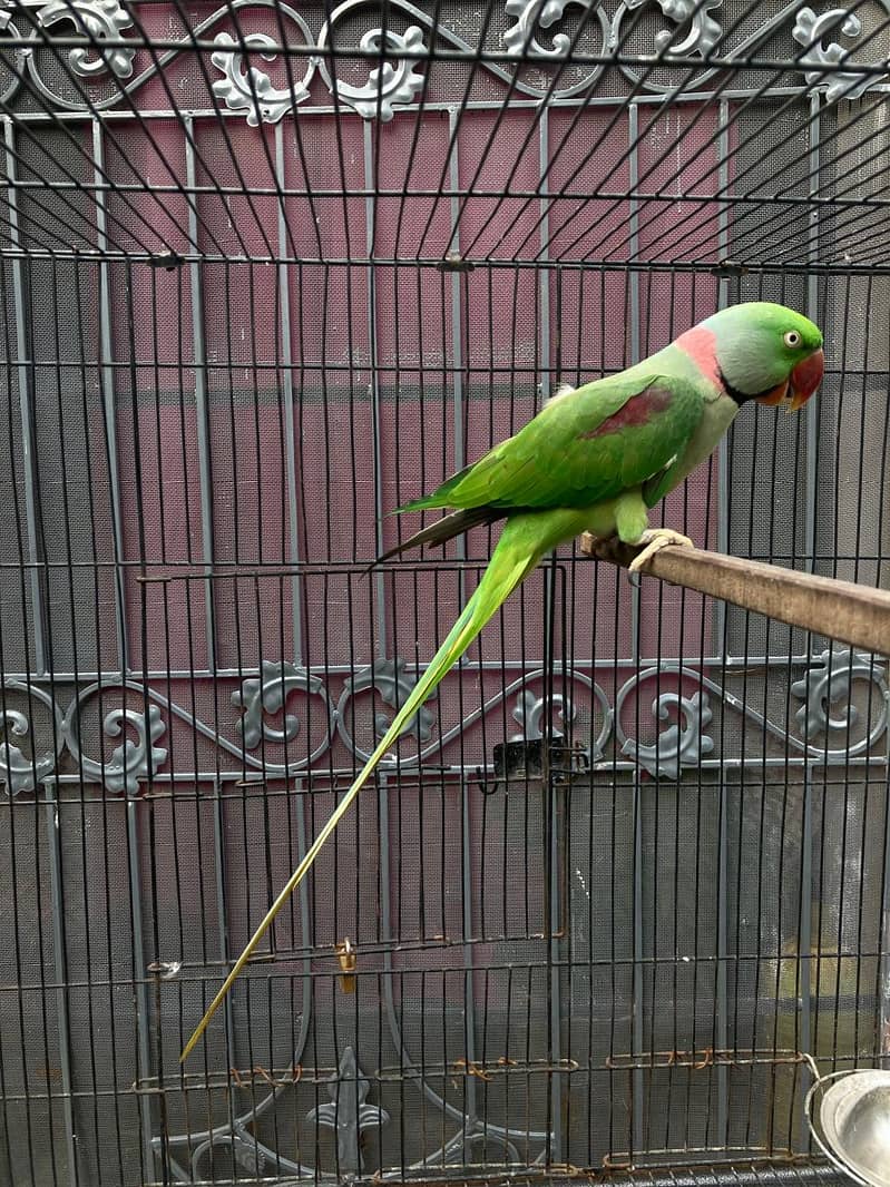 Alexander parrot Talking male for sale 5