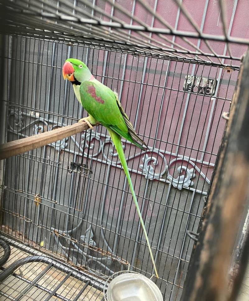 Alexander parrot Talking male for sale 6