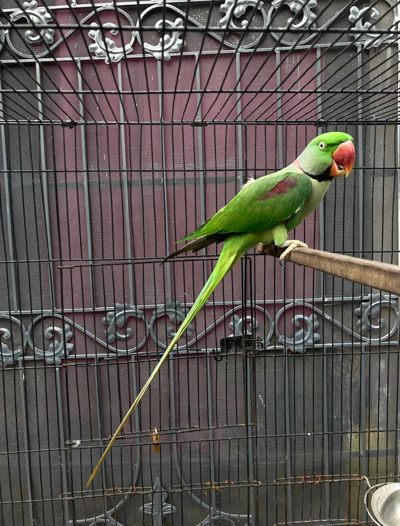 Alexander parrot Talking male for sale 7