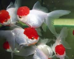 Fish Stock sale  whole sale. rates