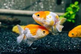 Ranchu Goldfish