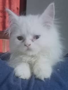 1 white odd eye 65 days old male pure persion kitten looking new home.