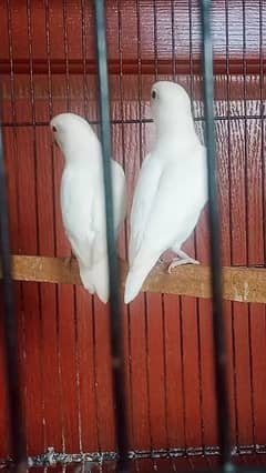 Albino red i & red i split bredar