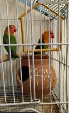 Love bird fisher breeder pair