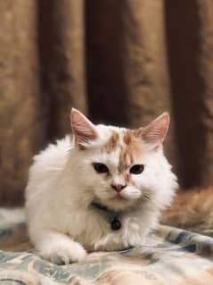 Persian cat